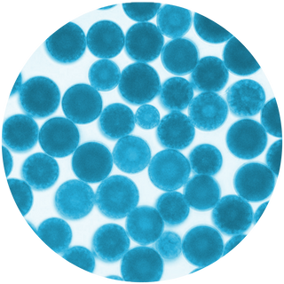 Blue Seakale