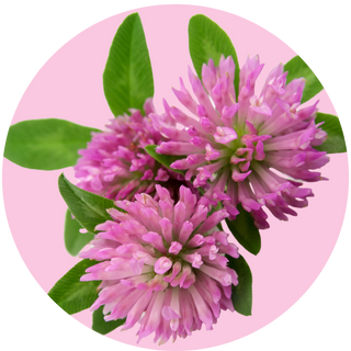 Red Clover